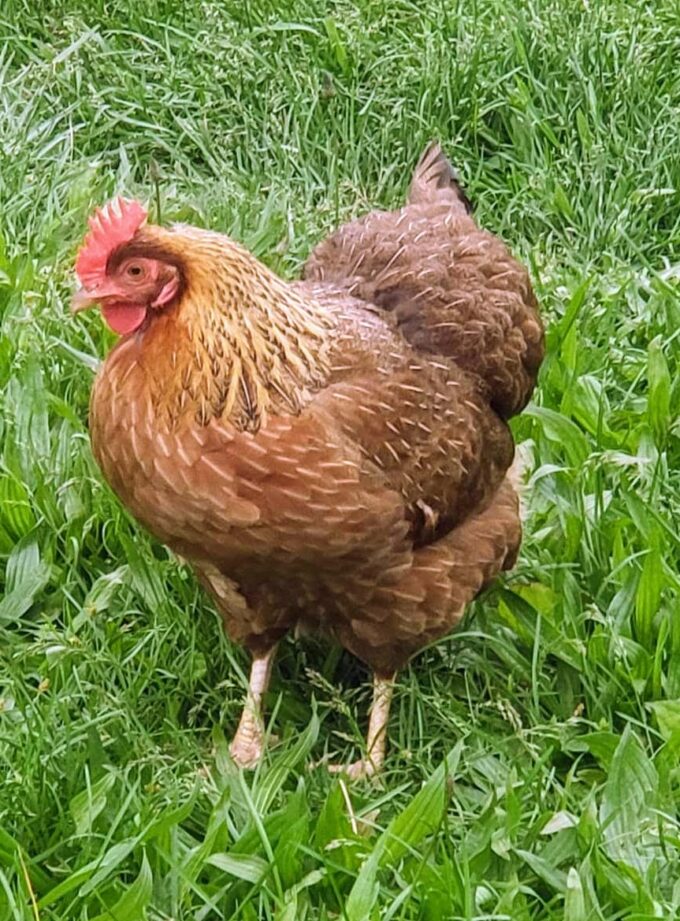 Welsummer Chicken