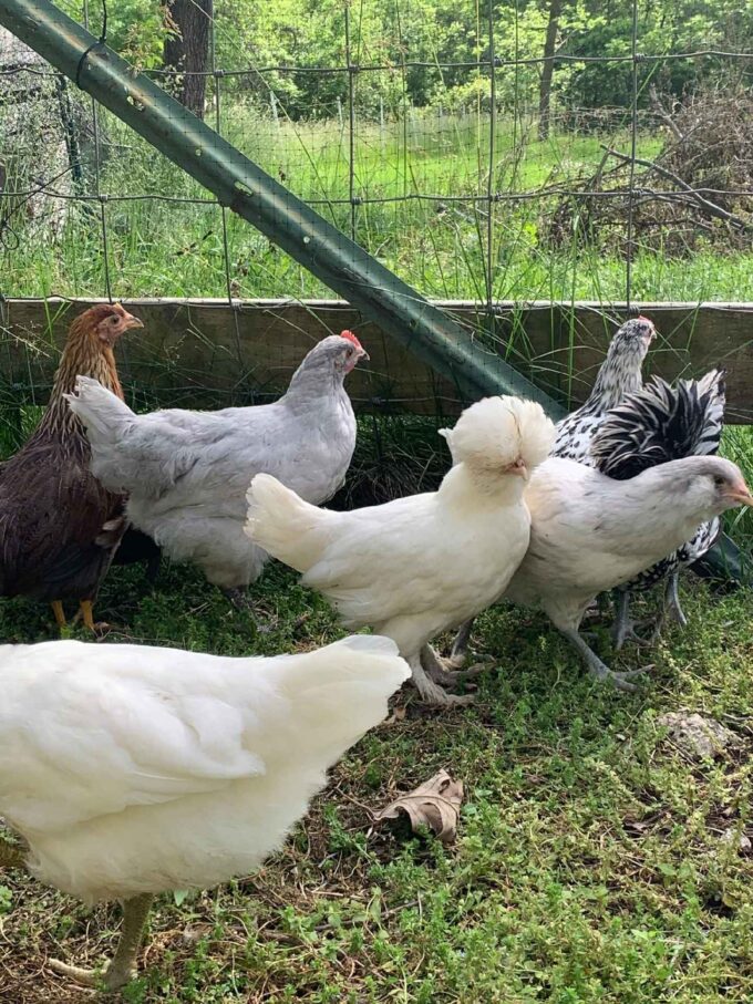 White Sultan Chicken