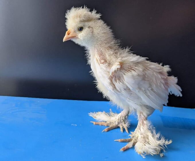 White Sultan Chicken
