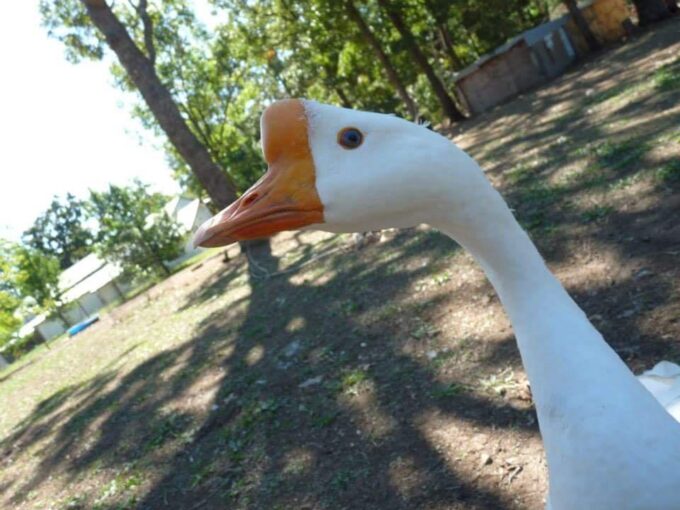 White Chinese Goose