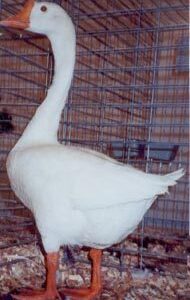 White Chinese Goose