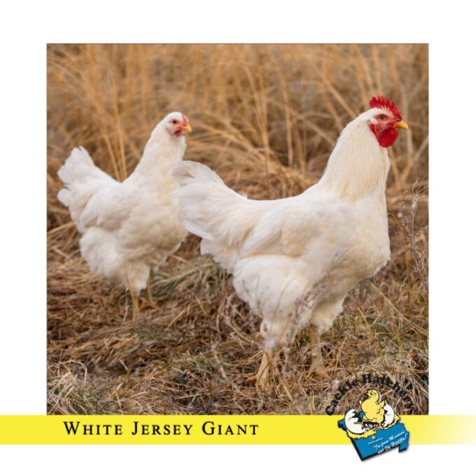 White Jersey Giant Chicken