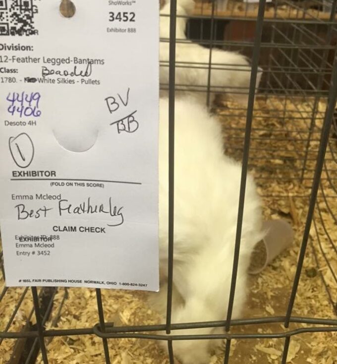White Silkie Bantam