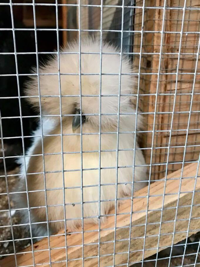 White Silkie Bantam