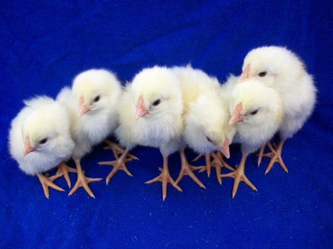Day Old White Yokohama Chicks