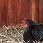 Safely Treating an Egg-Bound Hen