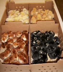 Hatchery Choice are shipped at 1 day of age, the chicks arrive at your post office at 2-3 days of age