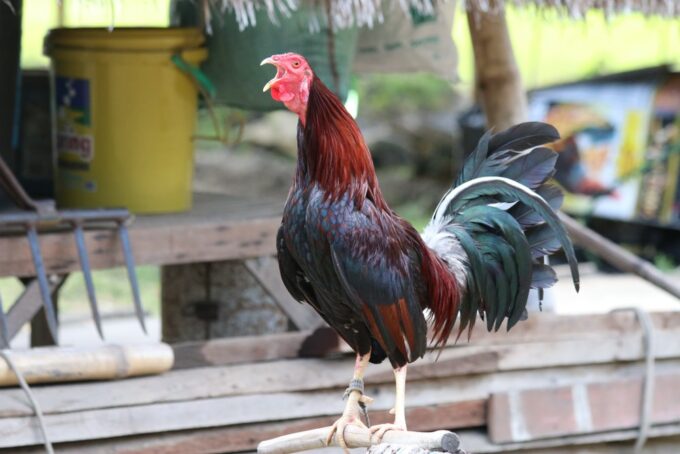 Black Breasted Red Old English Standard