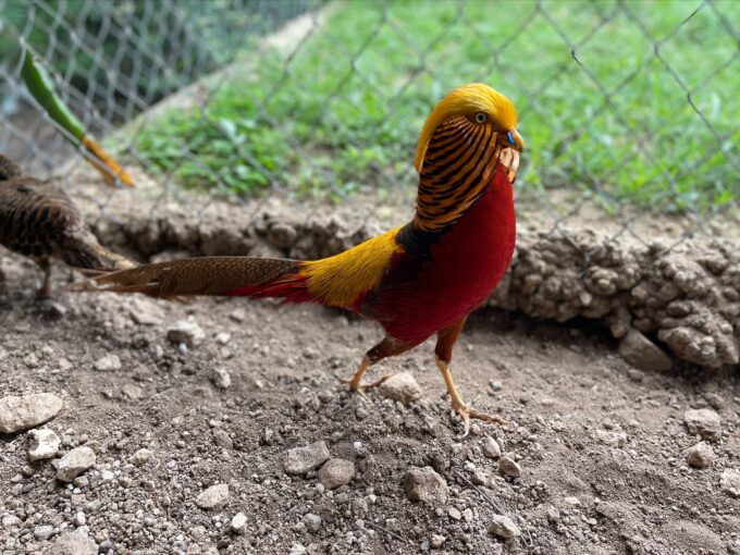 Ornamental Pheasants