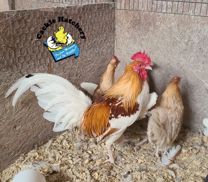 Red Pyle Standard Old English Chicken