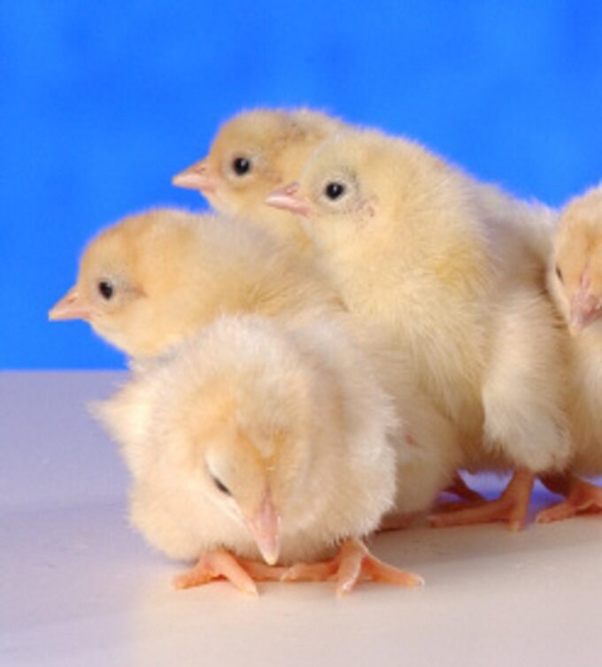 Day Old Red Pyle Old English Game Fowl Standard