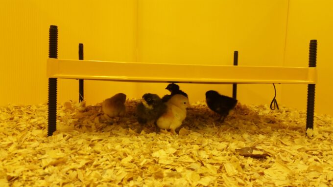 EcoGlow 50 Chick Brooder-4426