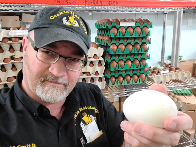 Hatchery Choice Geese
