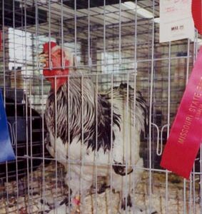 Standard Light Brahma Rooster