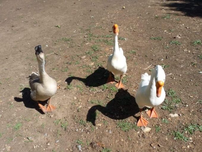 HATCHERY CHOICE GEESE