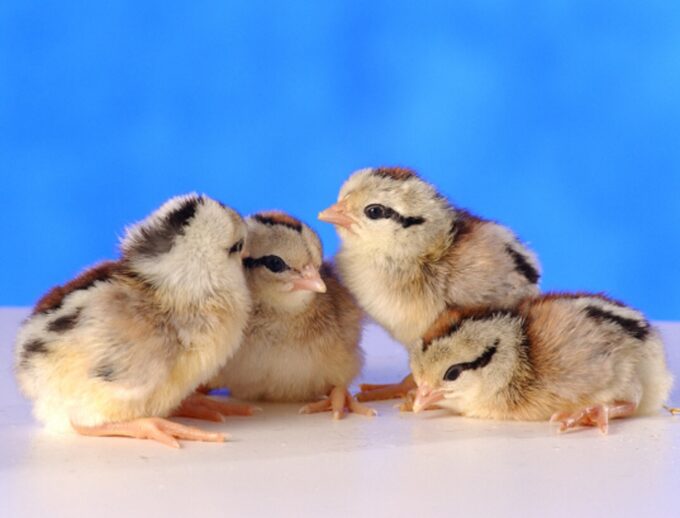Day Old Silver Duckwing Standard Jungle Fowl Old English Game Chicken