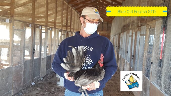 Blue Standard Old English Chicken