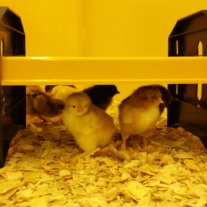 EcoGlow 20 Chick Brooder-0