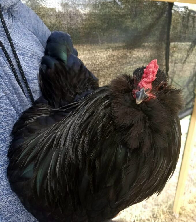 Black Ameraucana
