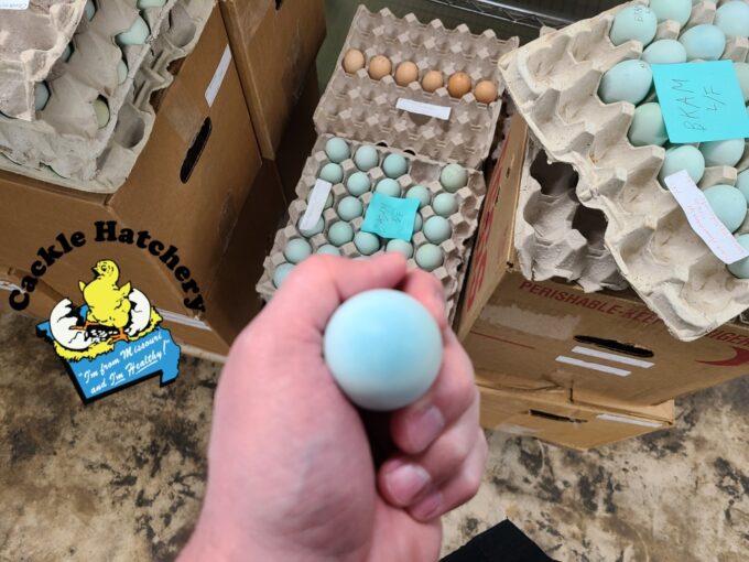Black Ameraucana Egg