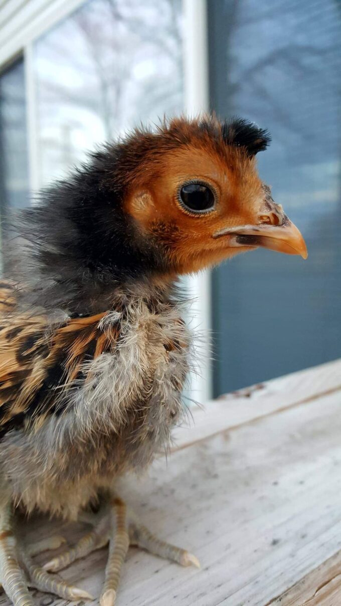 Golden Spangled Spitzhauben