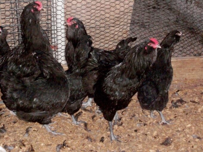Black Ameraucana Chicken Rooster For Sale