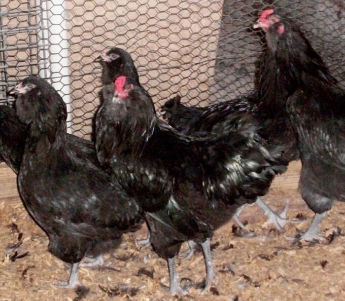 Black Ameraucana Chicken Roosters