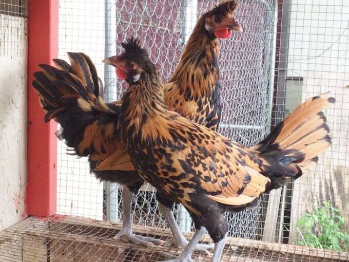 Golden Spangled Appenzeller Spitzhauben