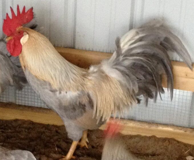 Isabella Leghorn Chicken