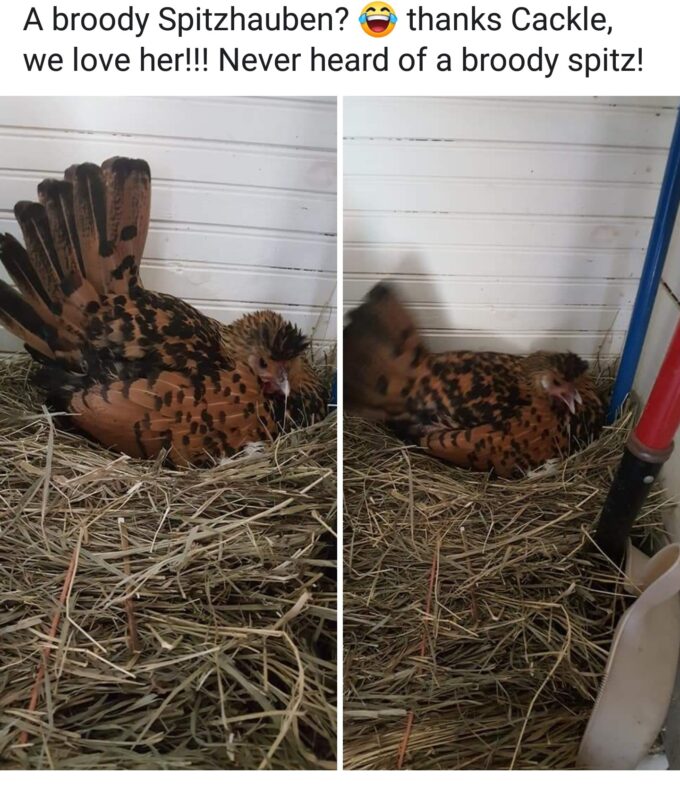 Broody Golden Spangled Appenzeller Spitzhauben Hen