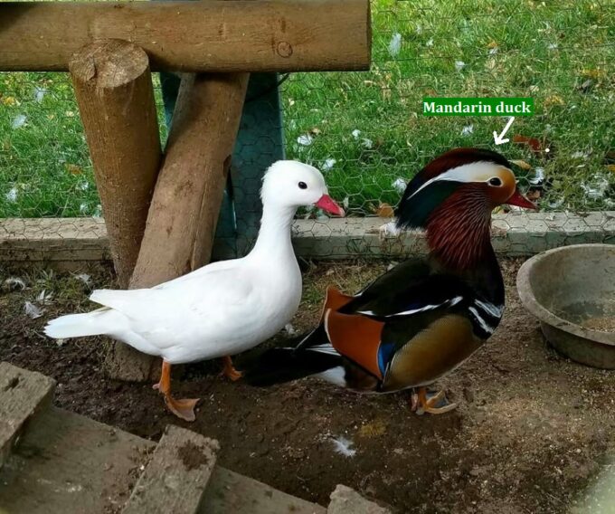 Mandarin Ducks