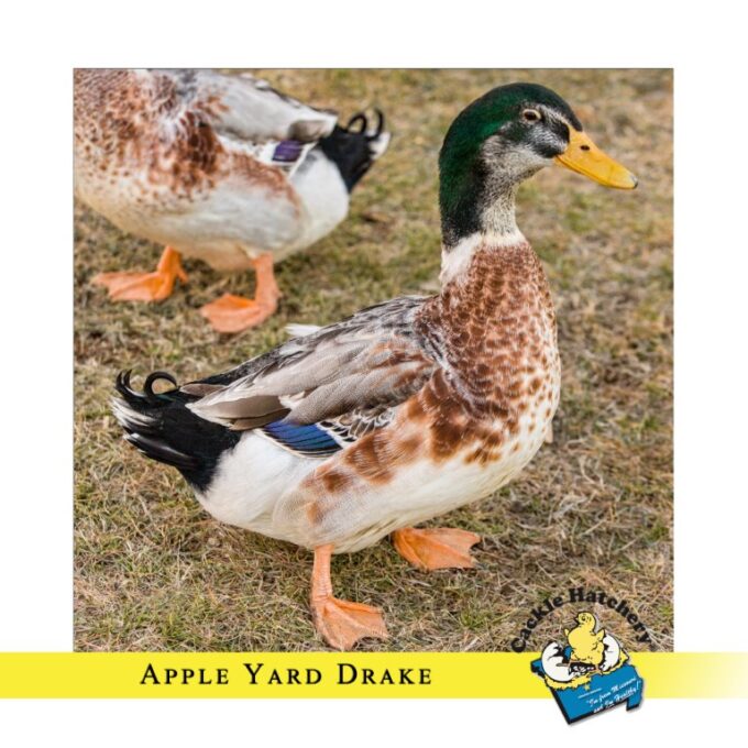 Silver Appleyard Ducks