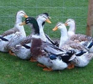 Silver Appleyard Ducks