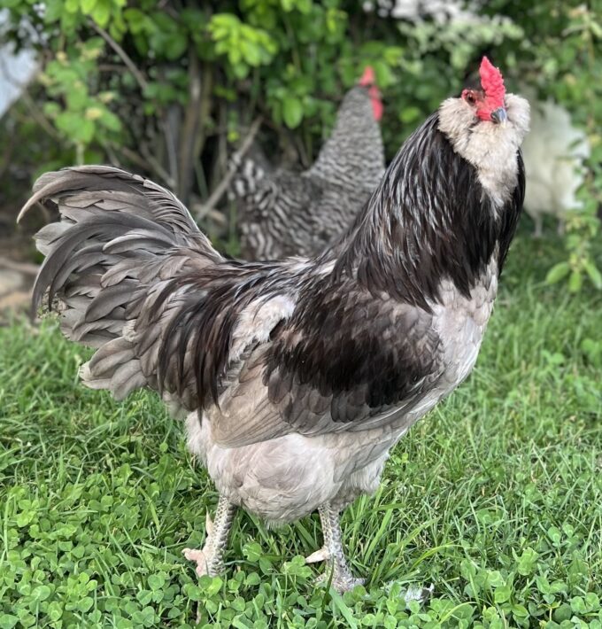 Blue Ameraucana Chicken