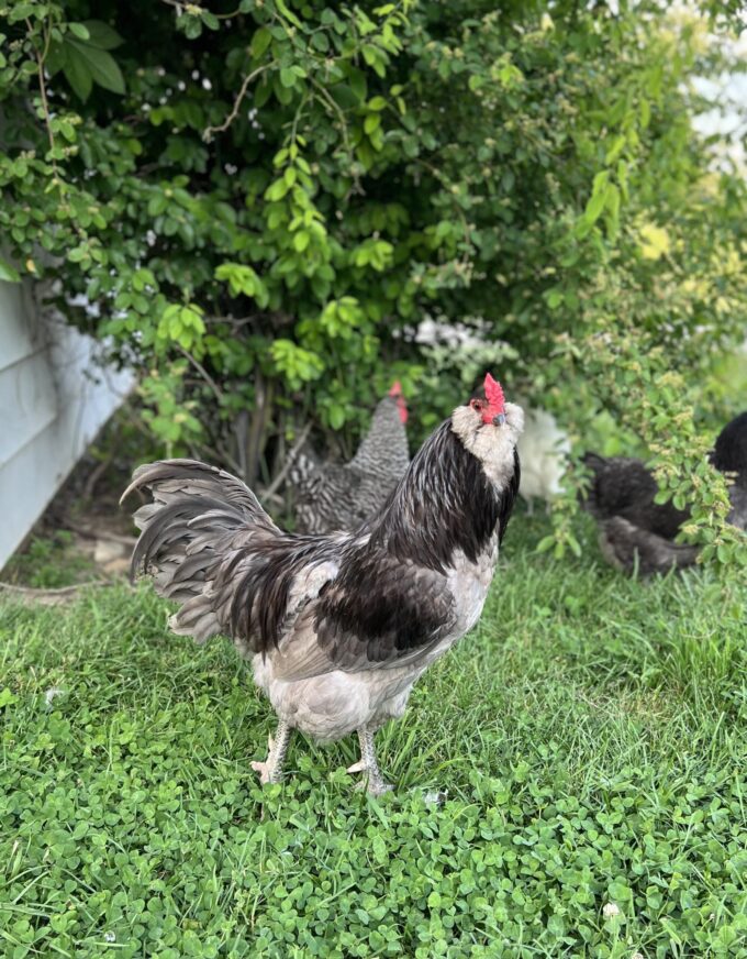 Blue Ameraucana Chicken