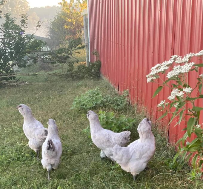 Lavender Ameraucana Chicken