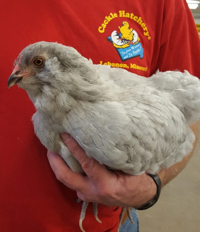 Lavender Ameraucana Chicken