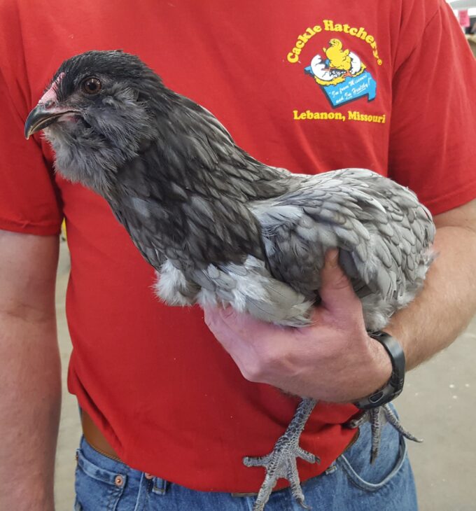 Blue Ameraucana Chicken