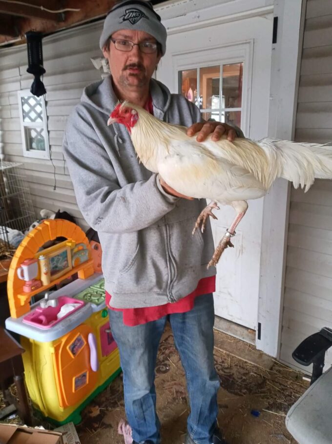 White Old English Standard Chicken