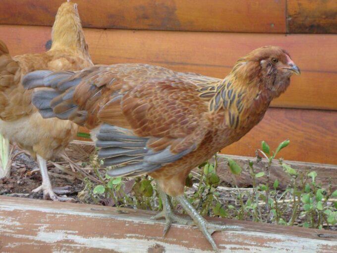 Easter Egger Started Pullet-7065