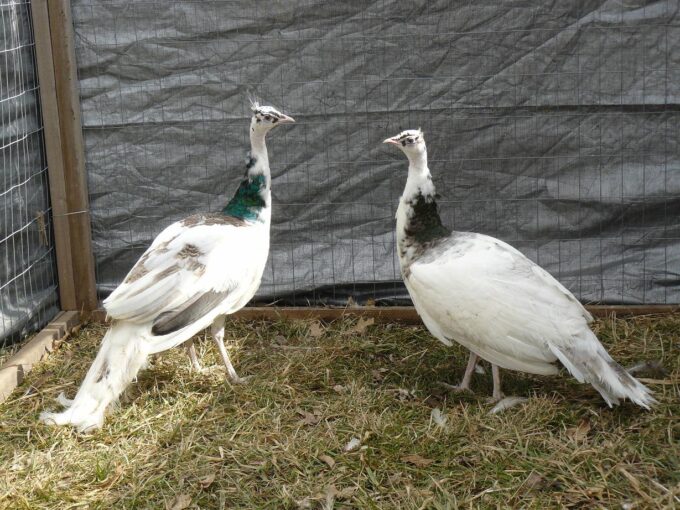 India Blue Silver Pied Peafowl