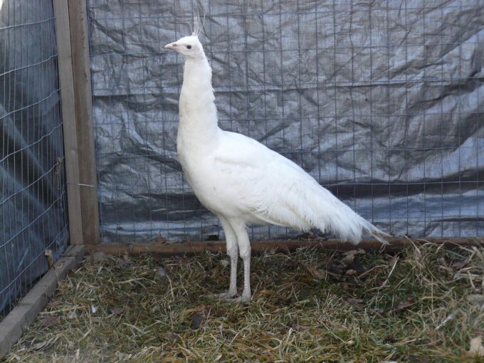 White Peafowl