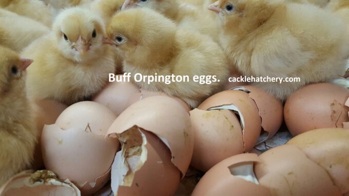 Buff Orpington Fertile Hatching Eggs