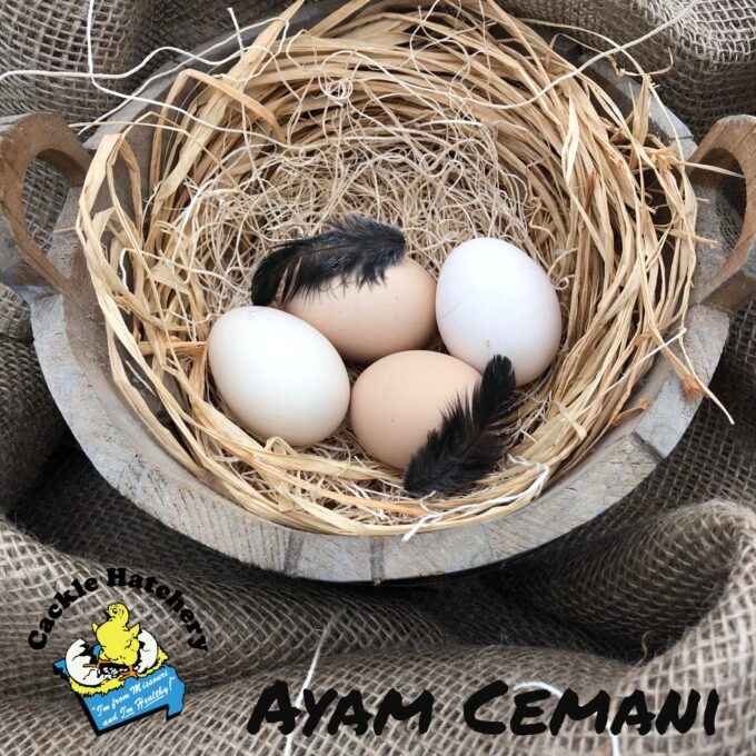 Ayam Cemani Eggs