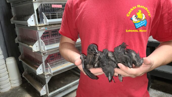 Ayam Cemani Chicks