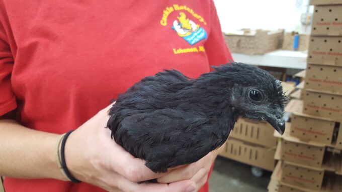 Ayam Cemani Chicken