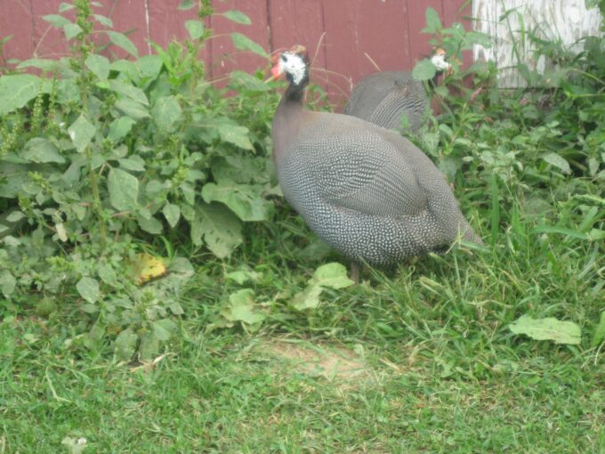 French Pearl Guinea