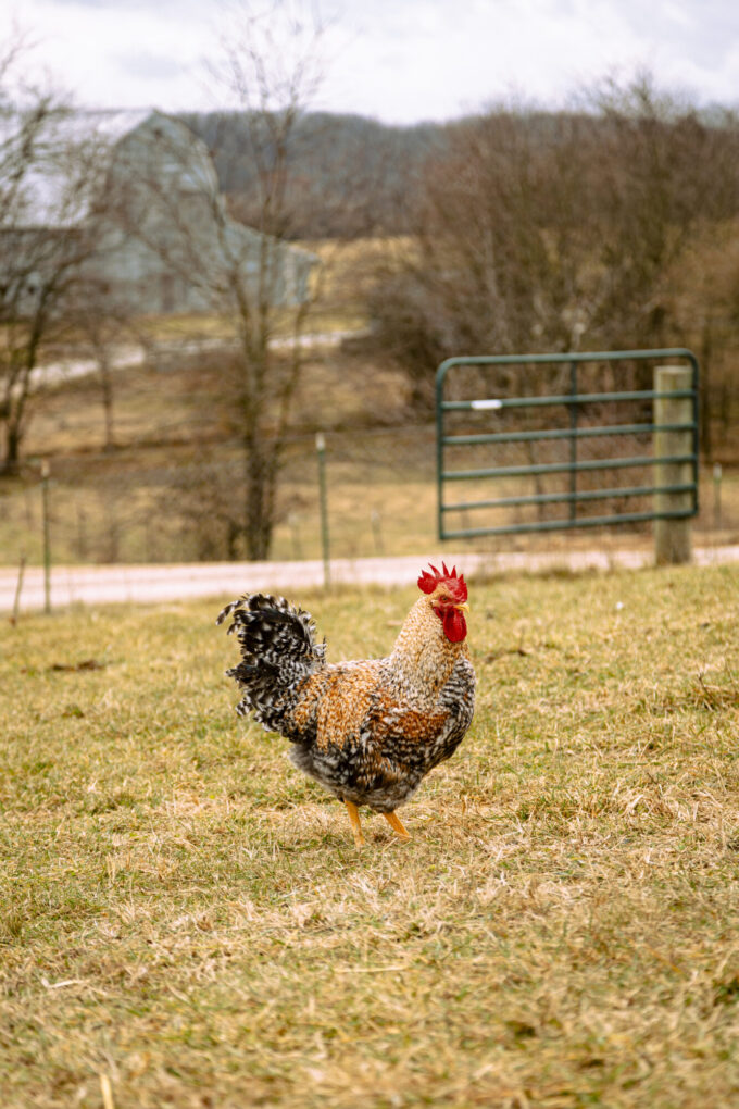 Bielefelder Rooster