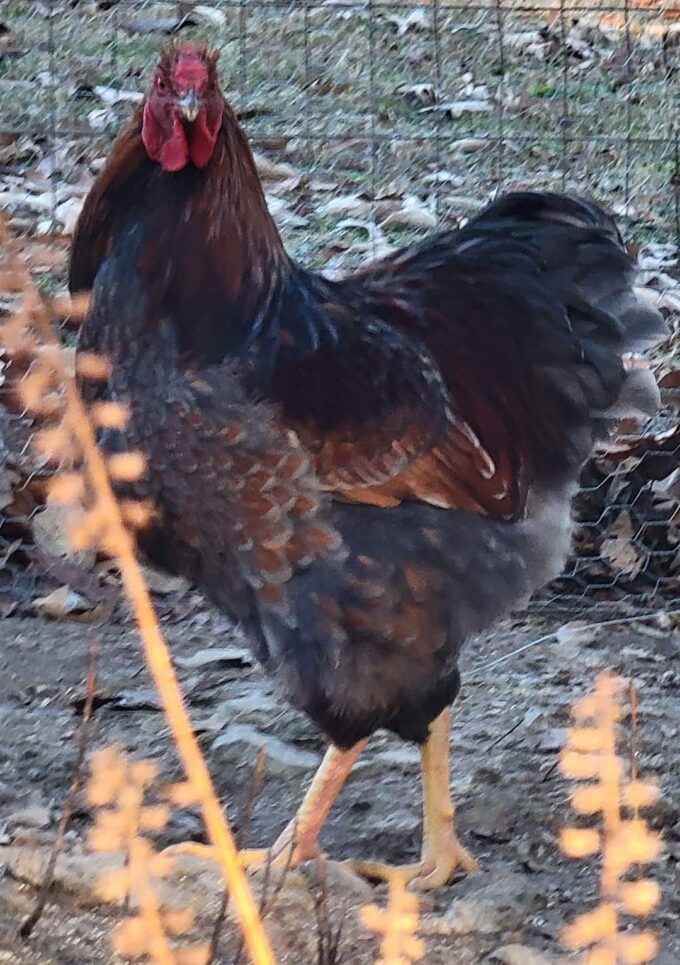 Blue Laced Red Wyandotte