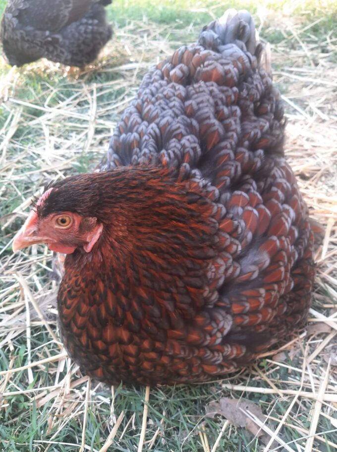 Blue Laced Red Wyandotte